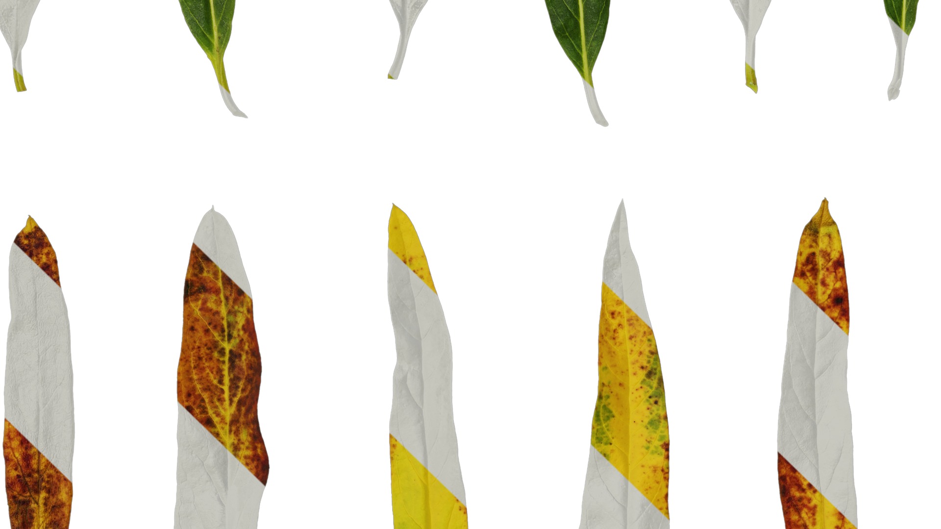 Anydrafts Gomphocarpus physocarpus Leaf 01 Texture_3