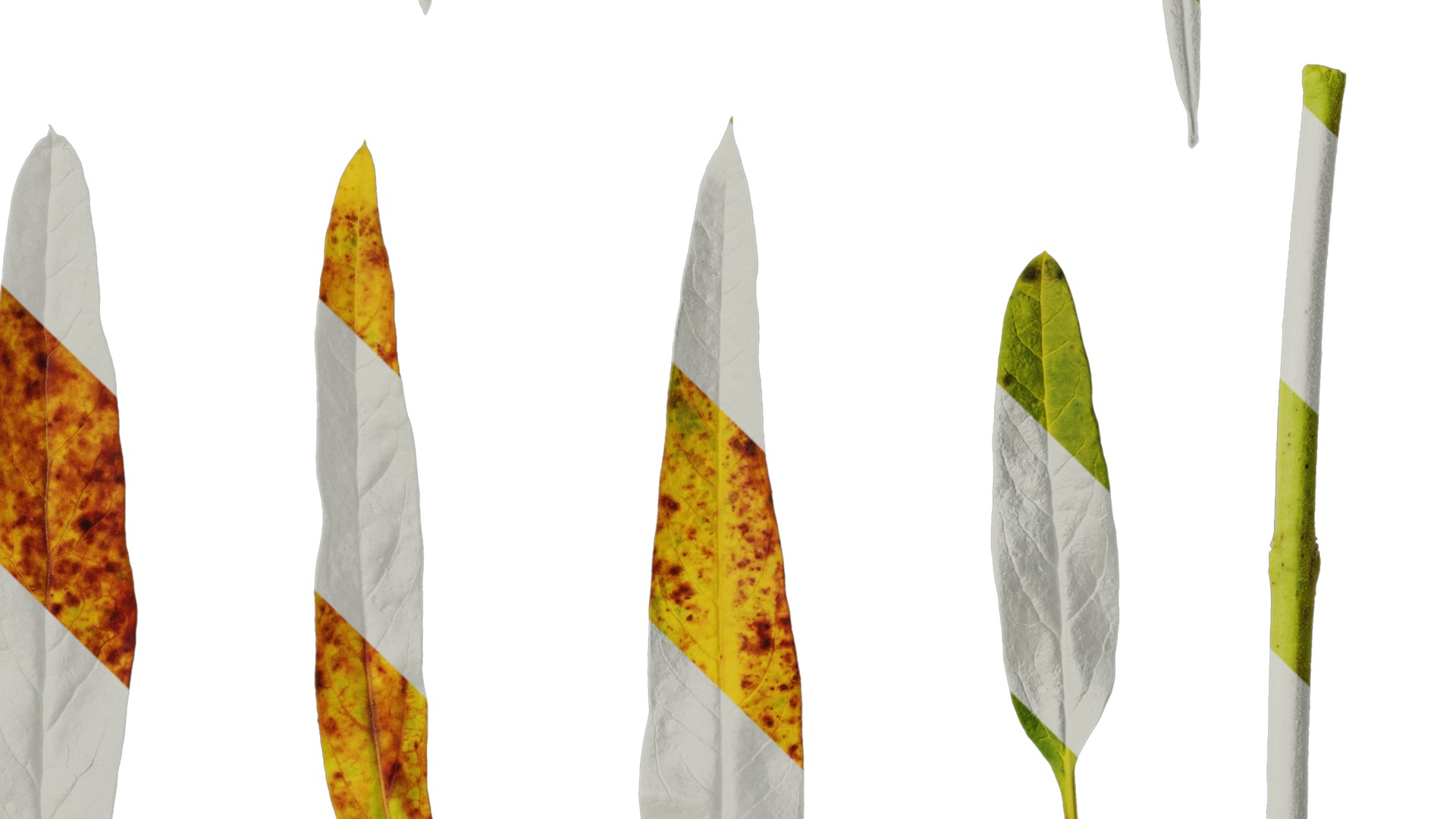 Anydrafts Gomphocarpus physocarpus Leaf 01 Texture_4