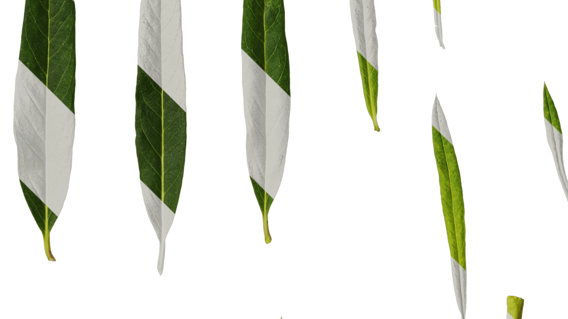 Anydrafts Gomphocarpus physocarpus Leaf 01 Texture_2