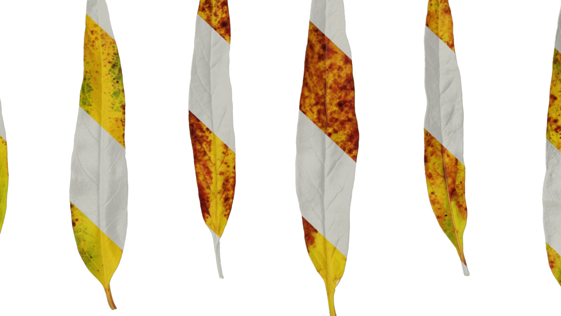 Anydrafts Gomphocarpus physocarpus Leaf 01 Texture_7