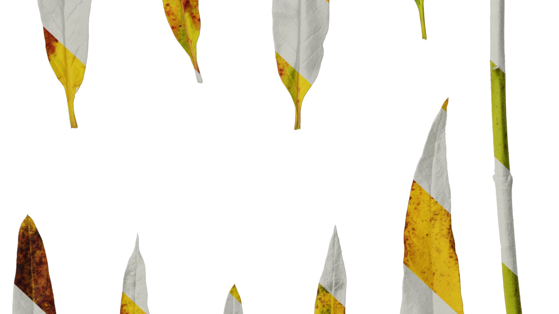 Anydrafts Gomphocarpus physocarpus Leaf 01 Texture_6