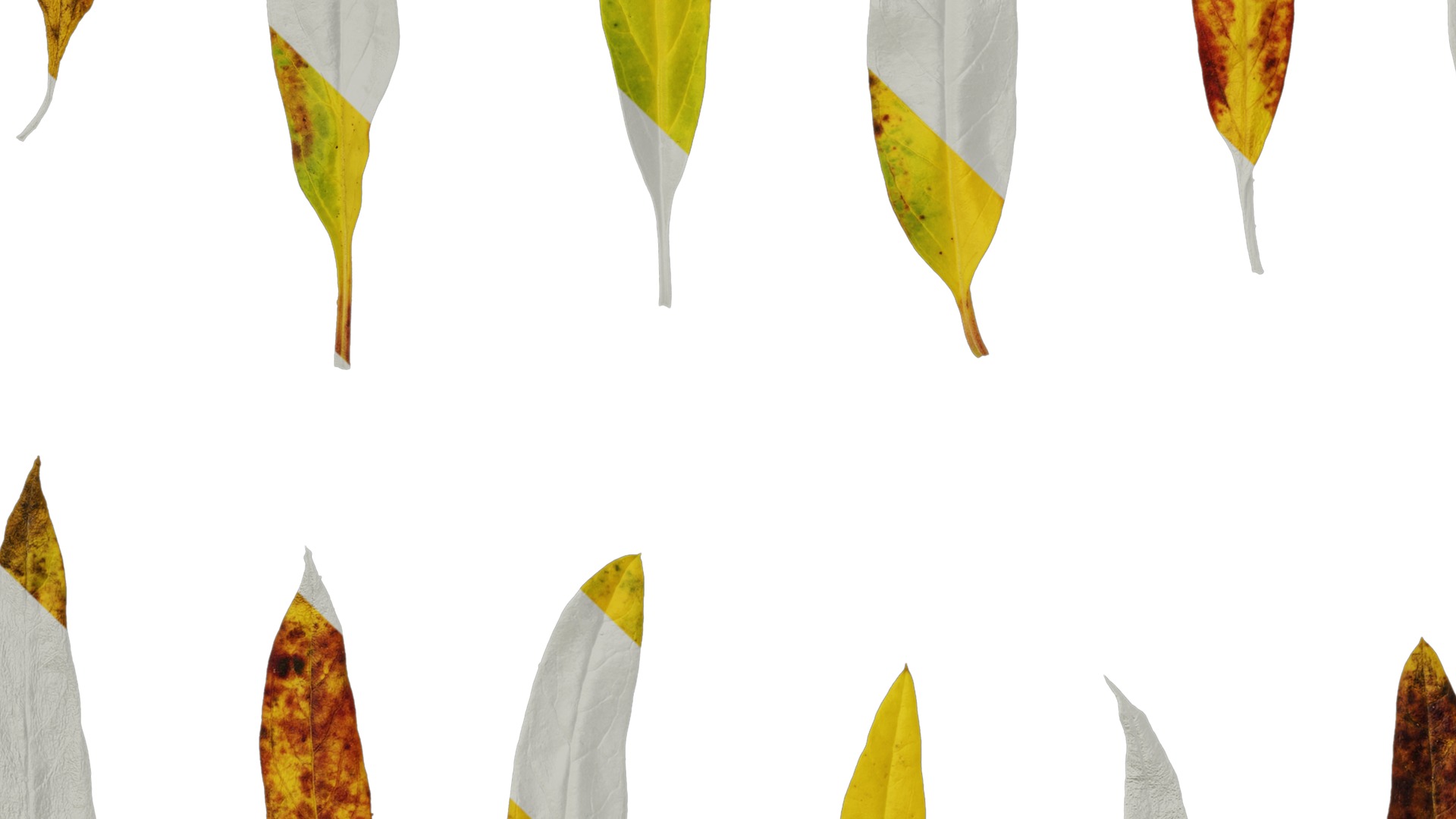 Anydrafts Gomphocarpus physocarpus Leaf 01 Texture_5