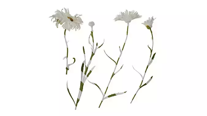 Anydrafts Leucanthemum superbum aglaia Atlas 01