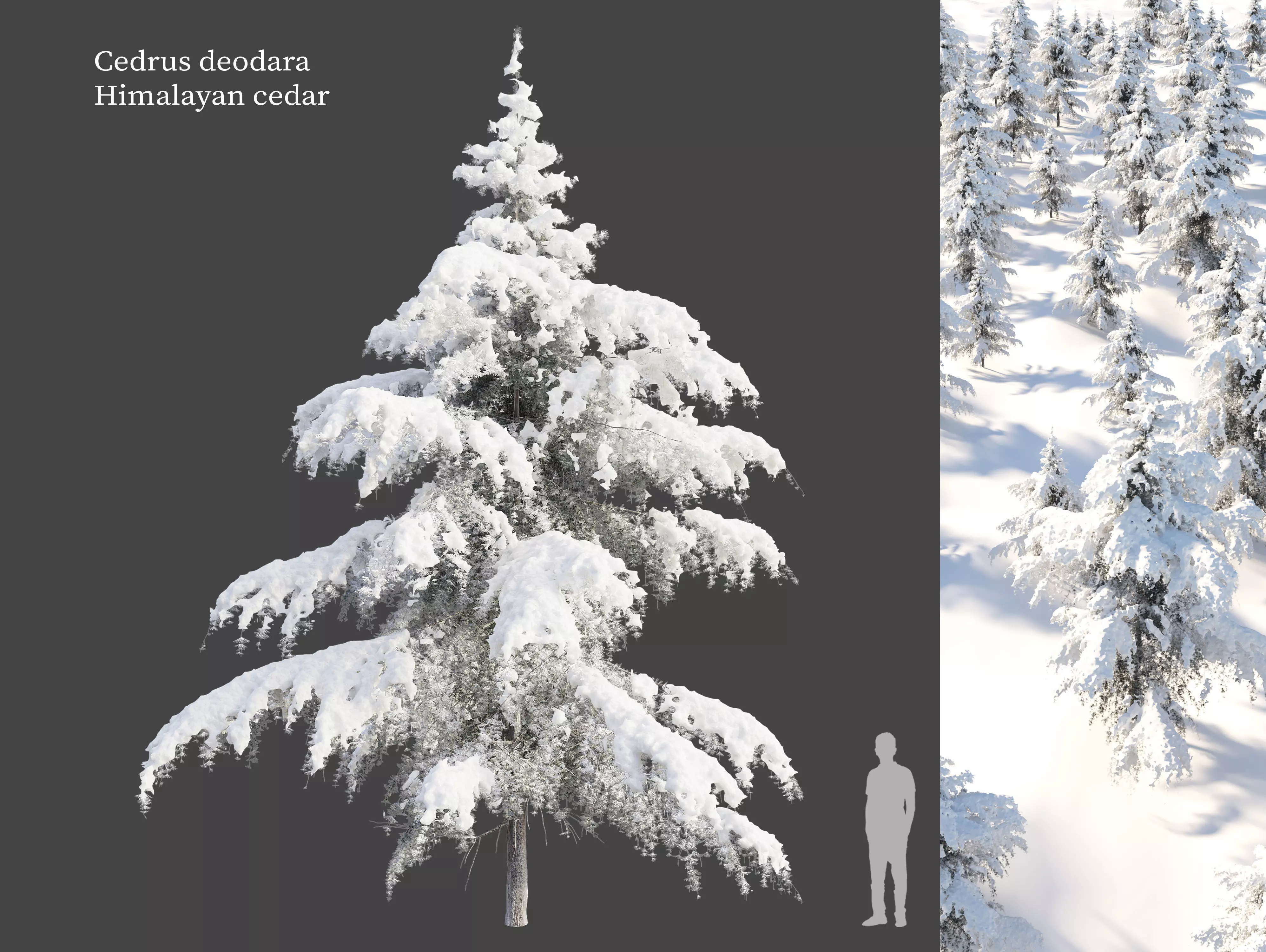 Winter Himalayan Cedar 3D model