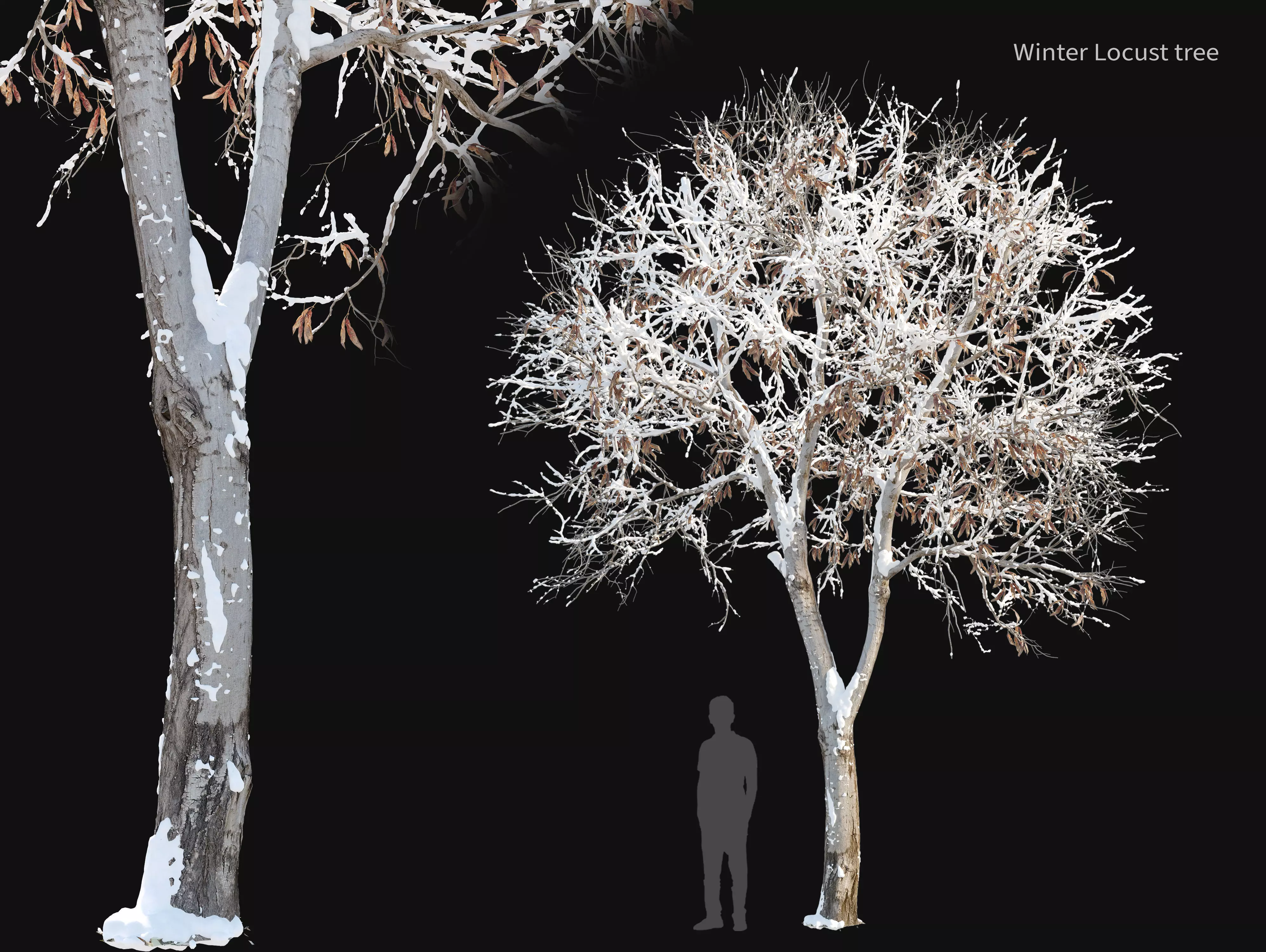 Winter trimmed locust 3D model