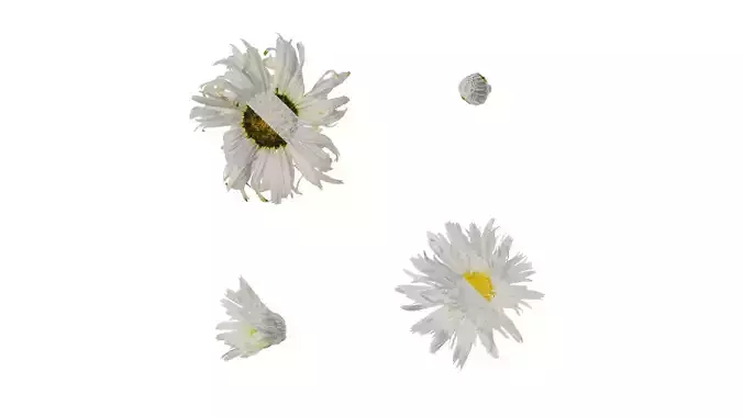 Anydrafts Leucanthemum superbum aglaia Flower 01