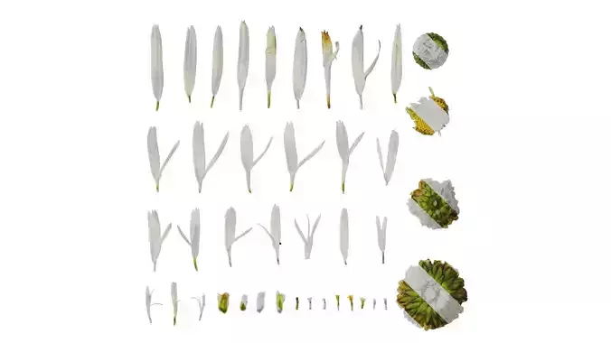 Anydrafts Leucanthemum superbum aglaia Flower 02 Texture