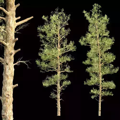 Realistic Conifer Trees Vol 287 3D model