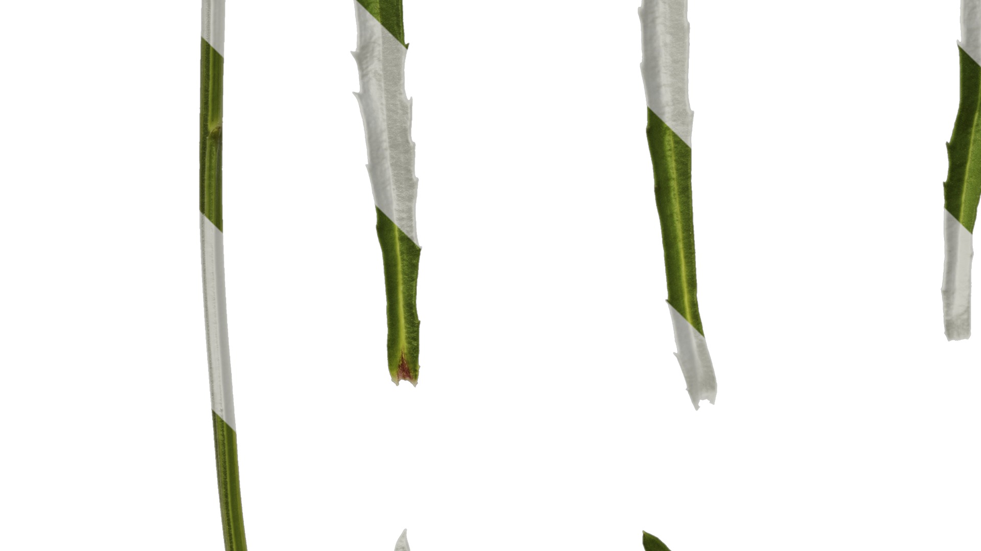 Anydrafts Leucanthemum superbum aglaia Leaf 01 Texture_5