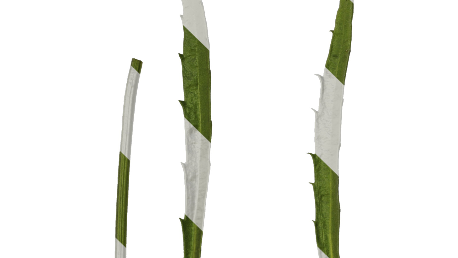 Anydrafts Leucanthemum superbum aglaia Leaf 01 Texture_1