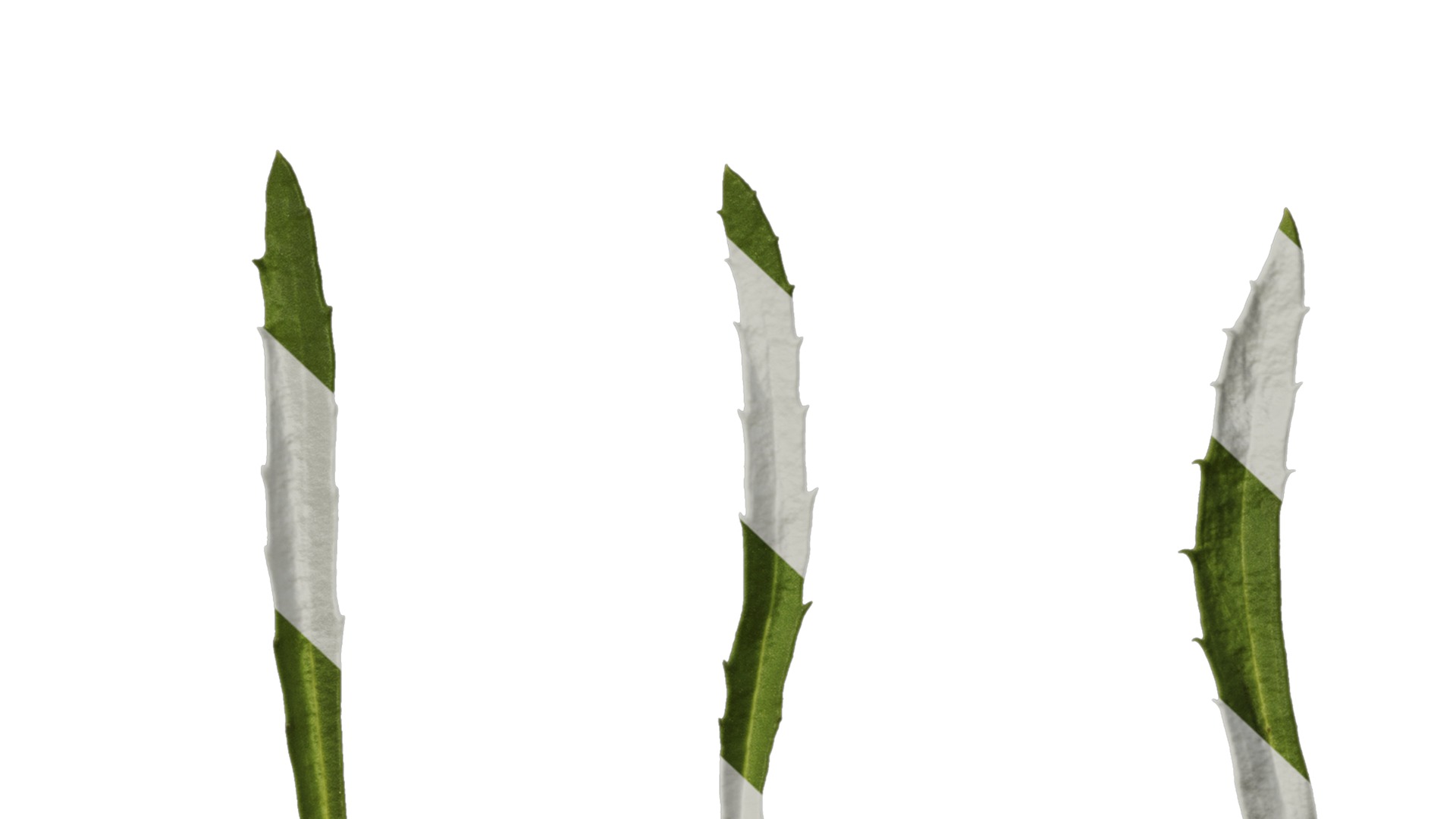 Anydrafts Leucanthemum superbum aglaia Leaf 01 Texture_7