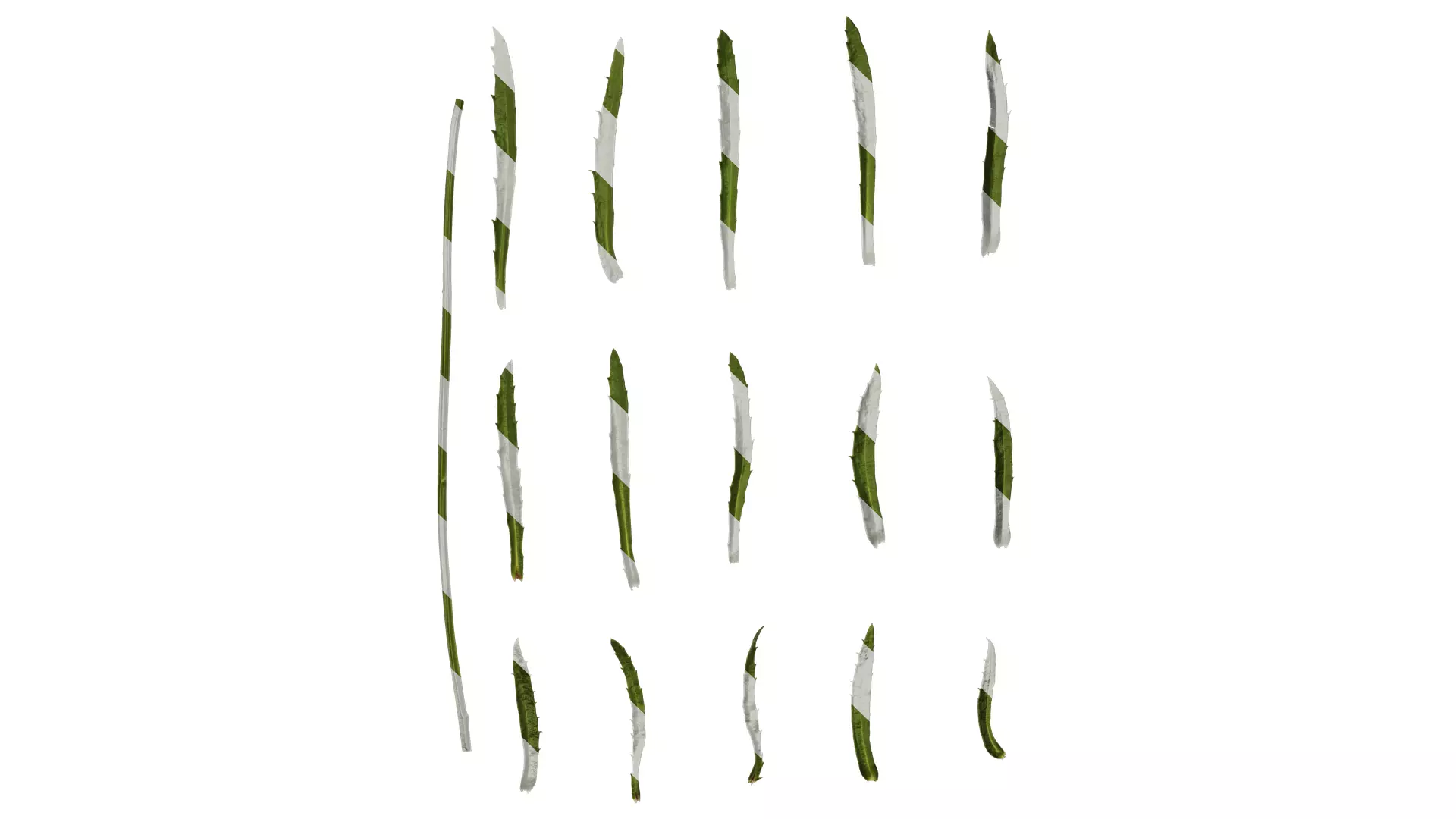 Anydrafts Leucanthemum superbum aglaia Leaf 01 Texture_0