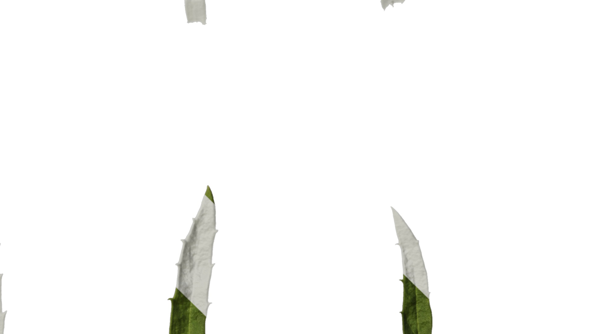 Anydrafts Leucanthemum superbum aglaia Leaf 01 Texture_4