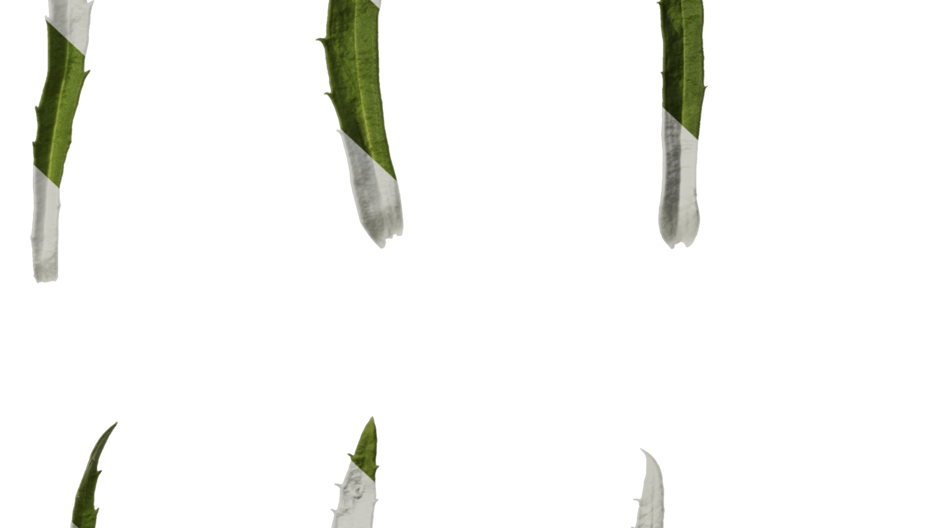 Anydrafts Leucanthemum superbum aglaia Leaf 01 Texture_6