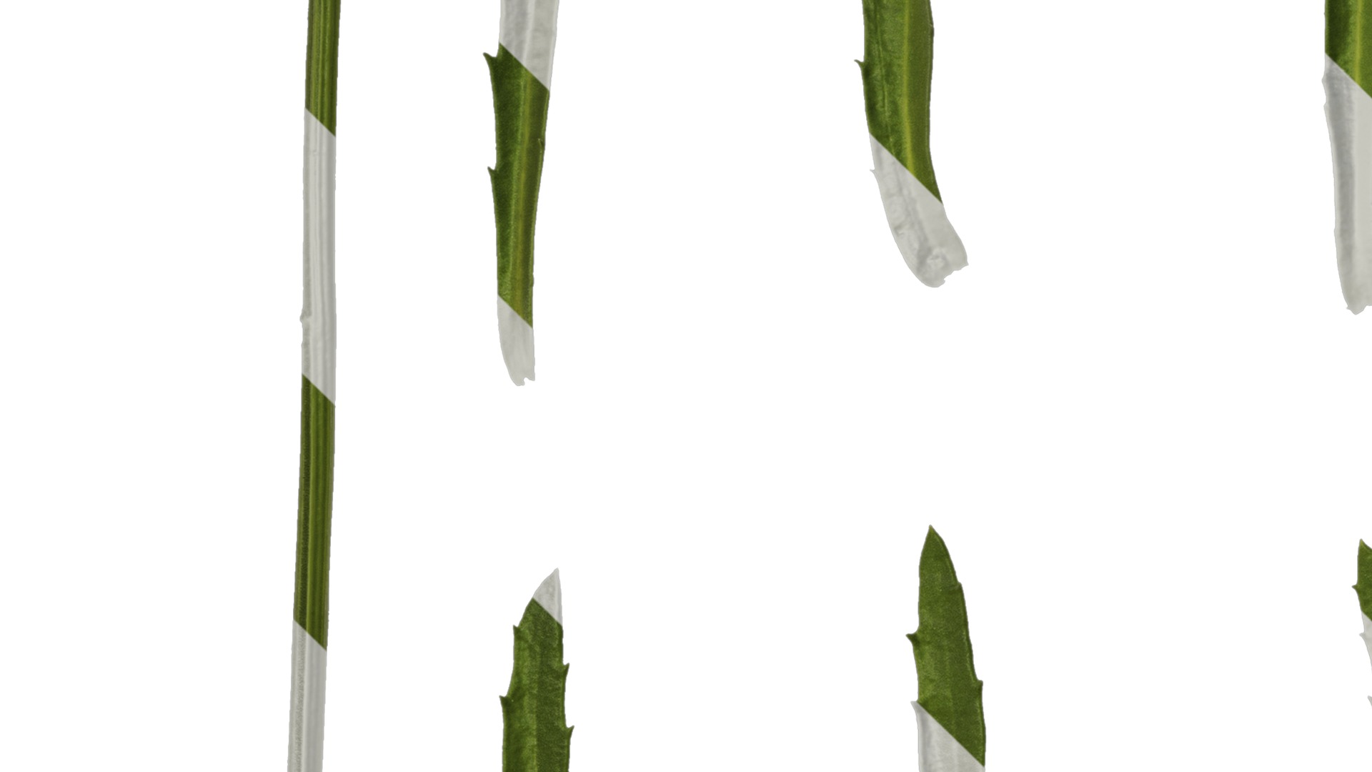 Anydrafts Leucanthemum superbum aglaia Leaf 01 Texture_3