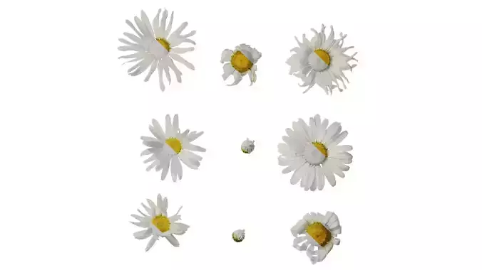 Anydrafts Leucanthemum vulgare Flower 02