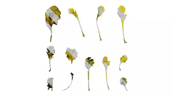 Anydrafts Leucanthemum vulgare Leaf 02