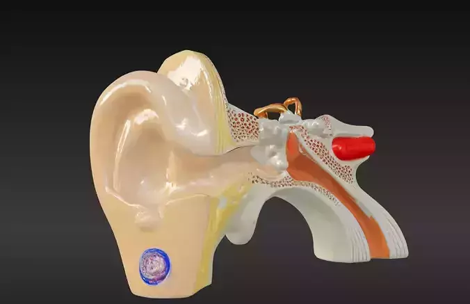 3D Ear Anatomy Model
