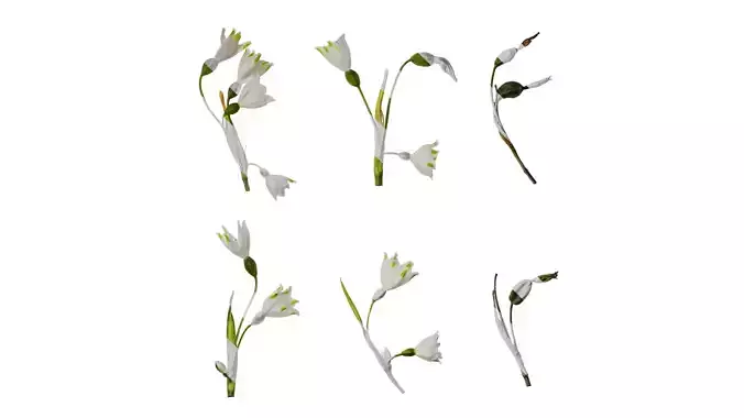 Anydrafts Leucojum aestivum Atlas 02