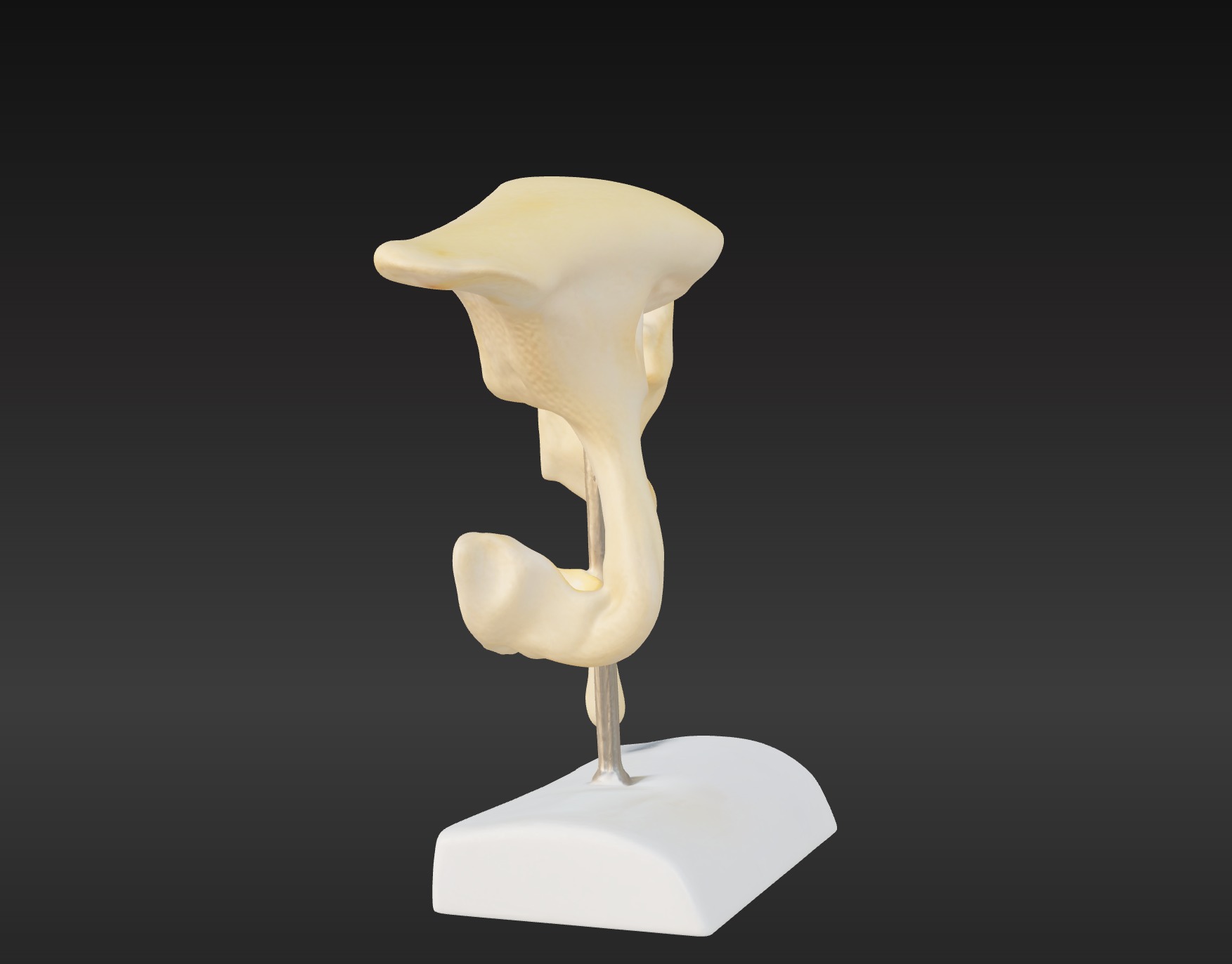 3D Model of Ossicle  3D print model_6
