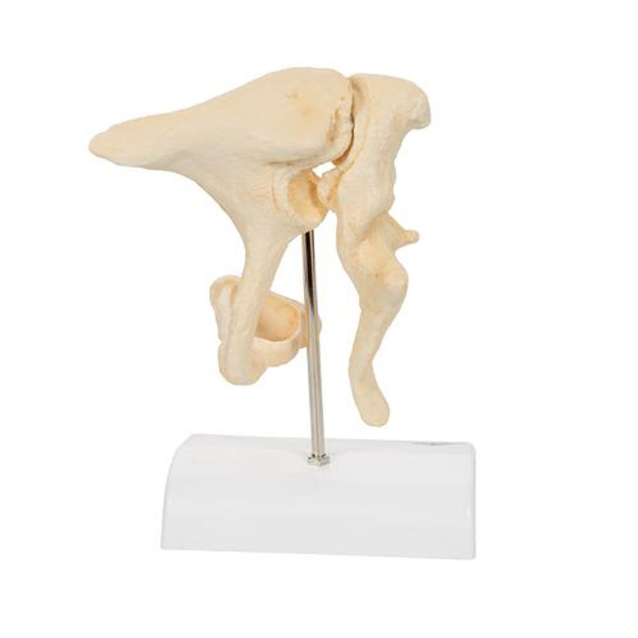 3D Model of Ossicle  3D print model_12