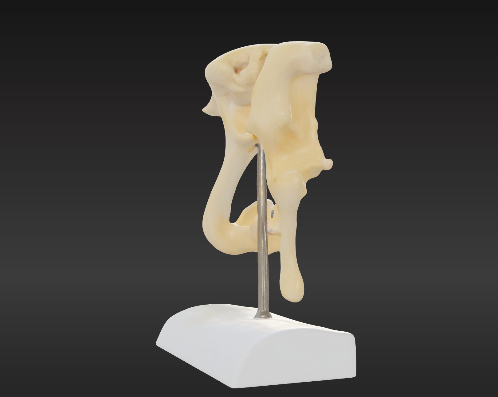3D Model of Ossicle  3D print model_4