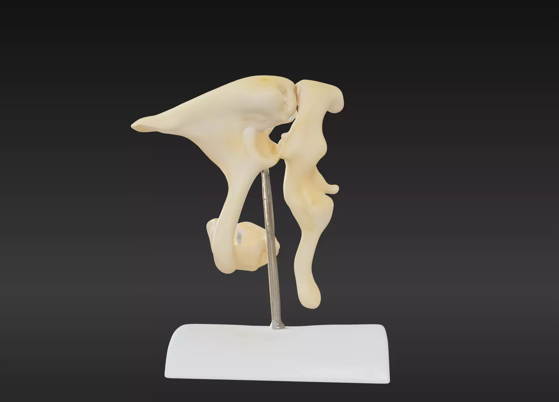 3D Model of Ossicle  3D print model_0