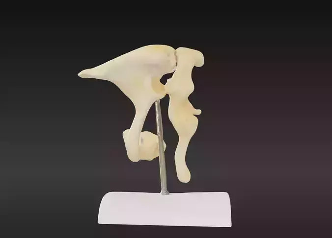 3D Model of Ossicle 
