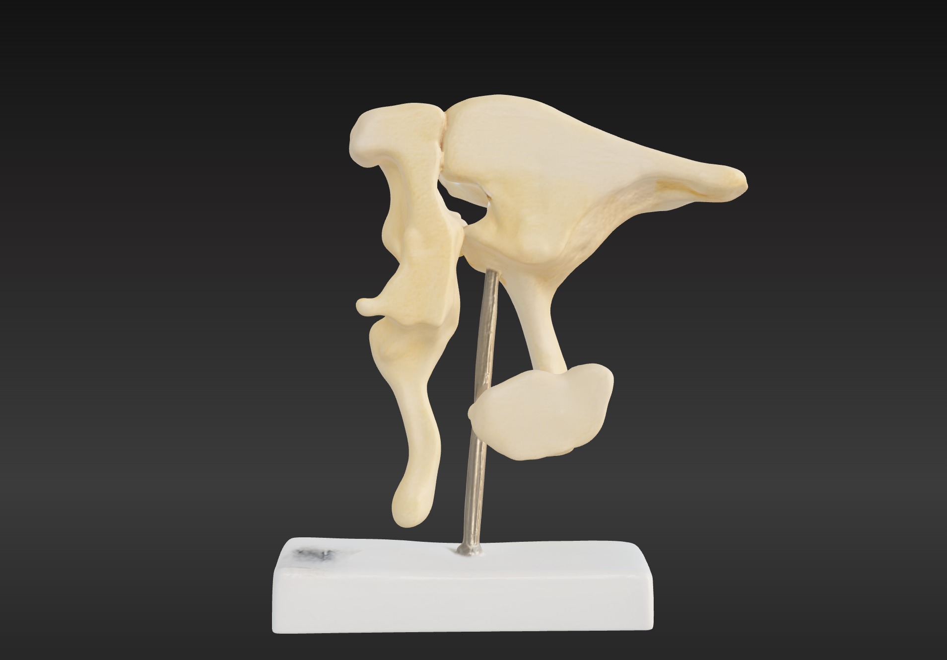 3D Model of Ossicle  3D print model_5