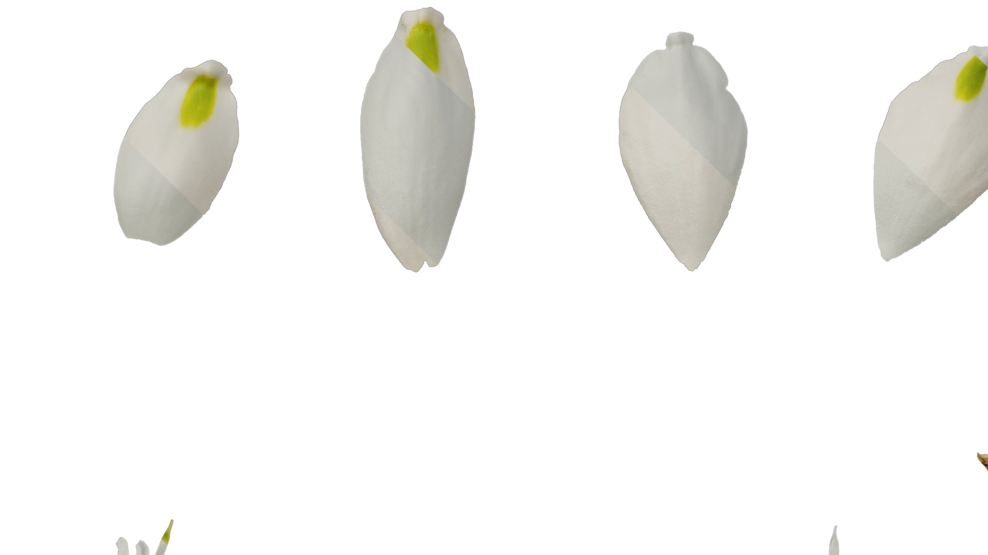 Anydrafts Leucojum aestivum Flower 01 Texture_5