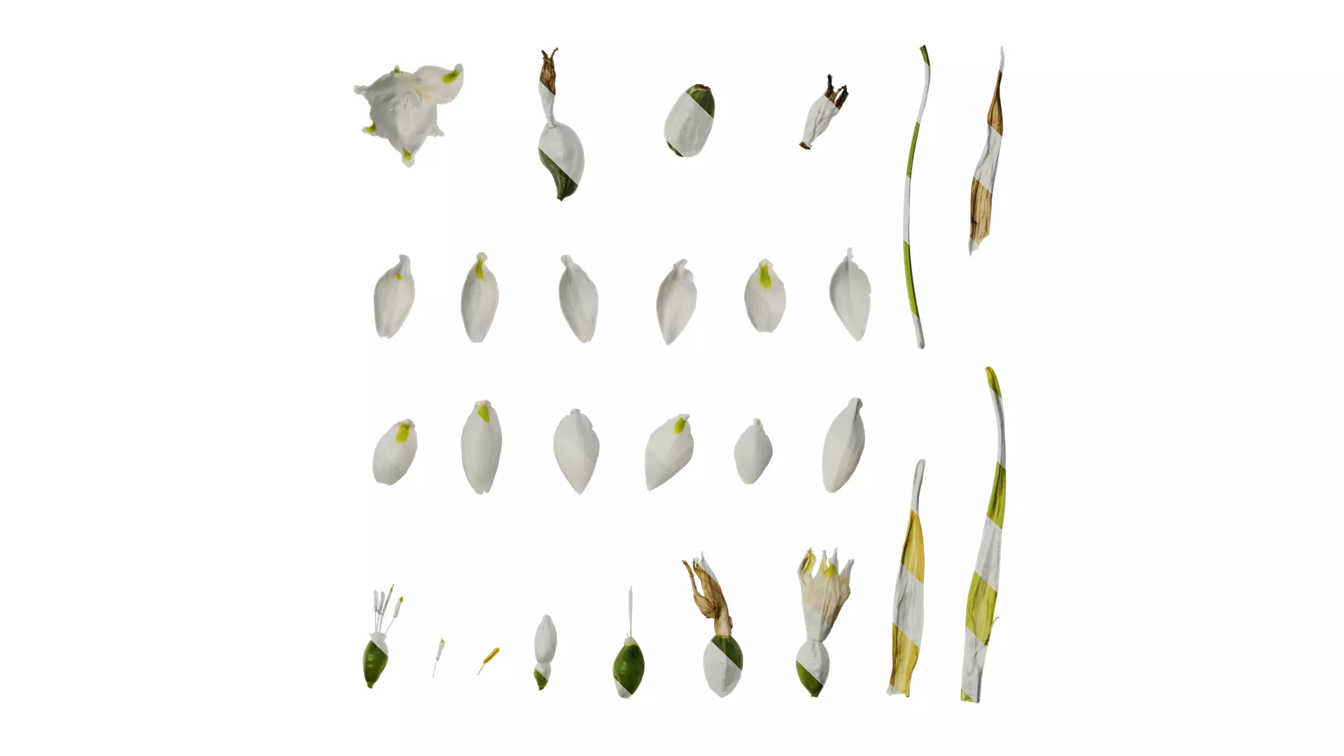 Anydrafts Leucojum aestivum Flower 01 Texture_0