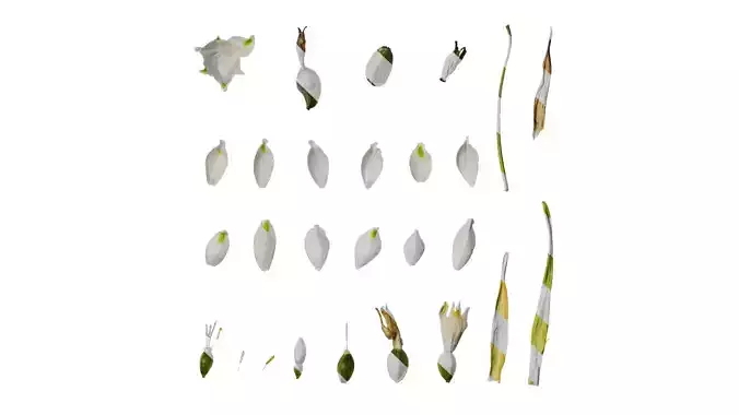 Anydrafts Leucojum aestivum Flower 01