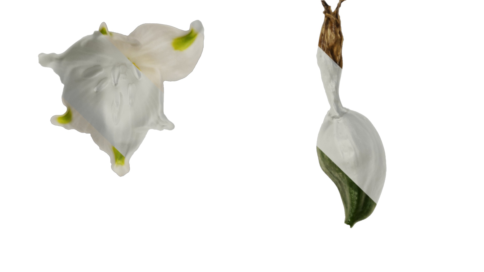 Anydrafts Leucojum aestivum Flower 01 Texture_1