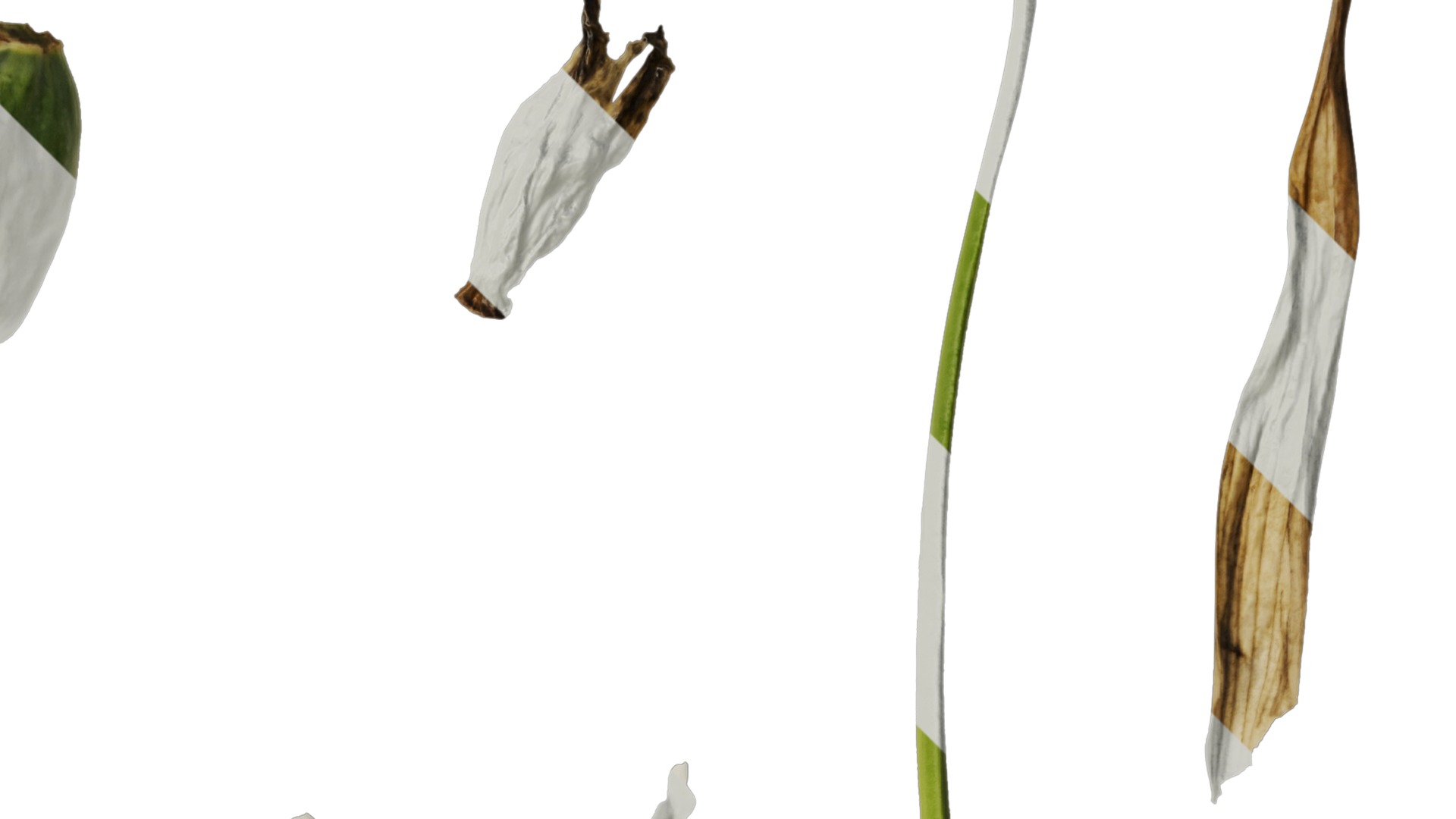 Anydrafts Leucojum aestivum Flower 01 Texture_2