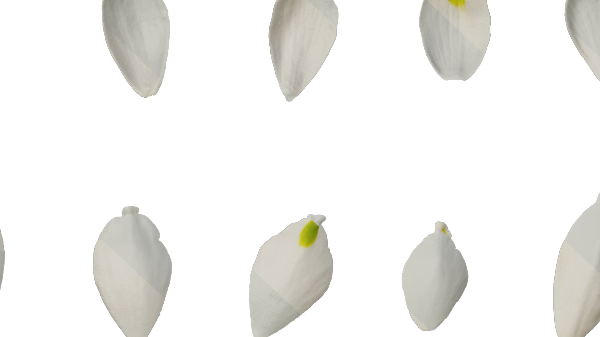 Anydrafts Leucojum aestivum Flower 01 Texture_7