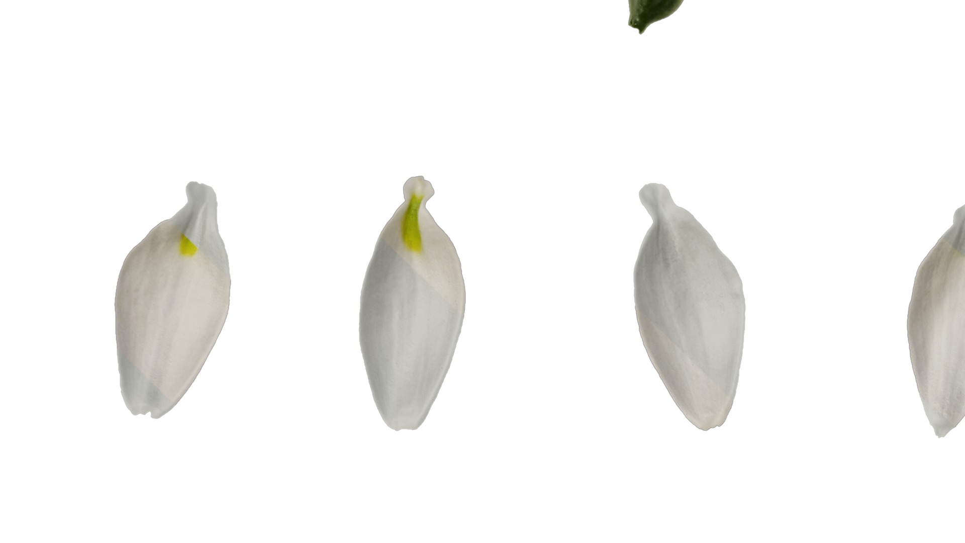 Anydrafts Leucojum aestivum Flower 01 Texture_3