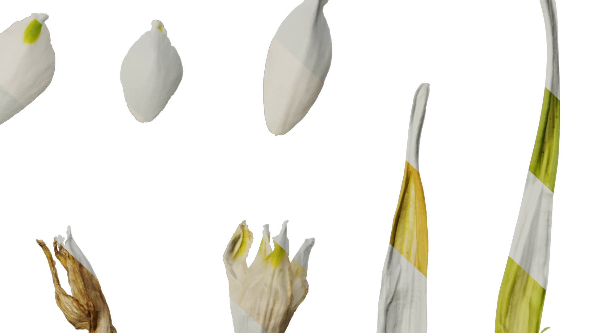 Anydrafts Leucojum aestivum Flower 01 Texture_6