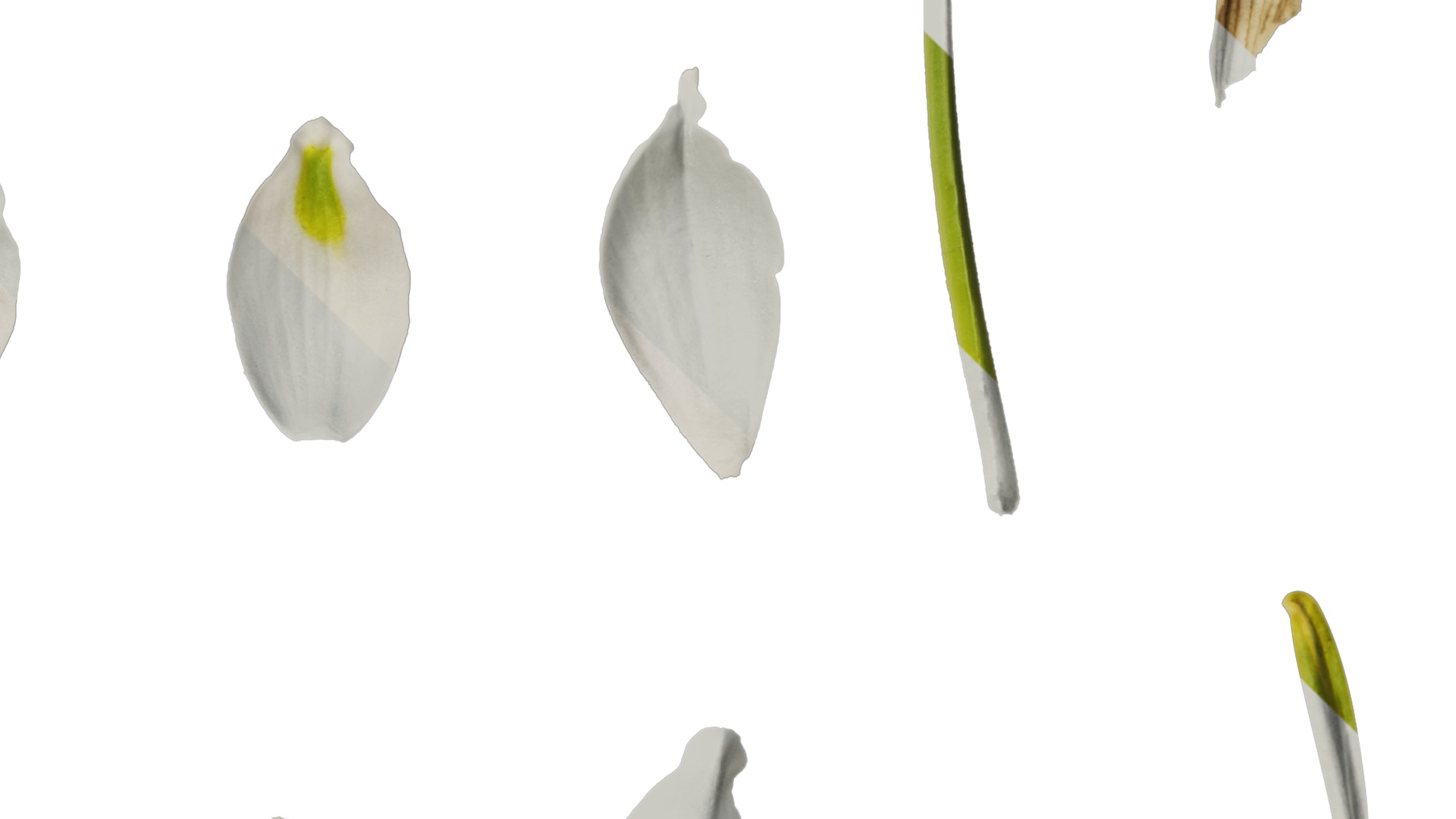 Anydrafts Leucojum aestivum Flower 01 Texture_4