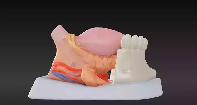 3D Model of Tongue Anatomy