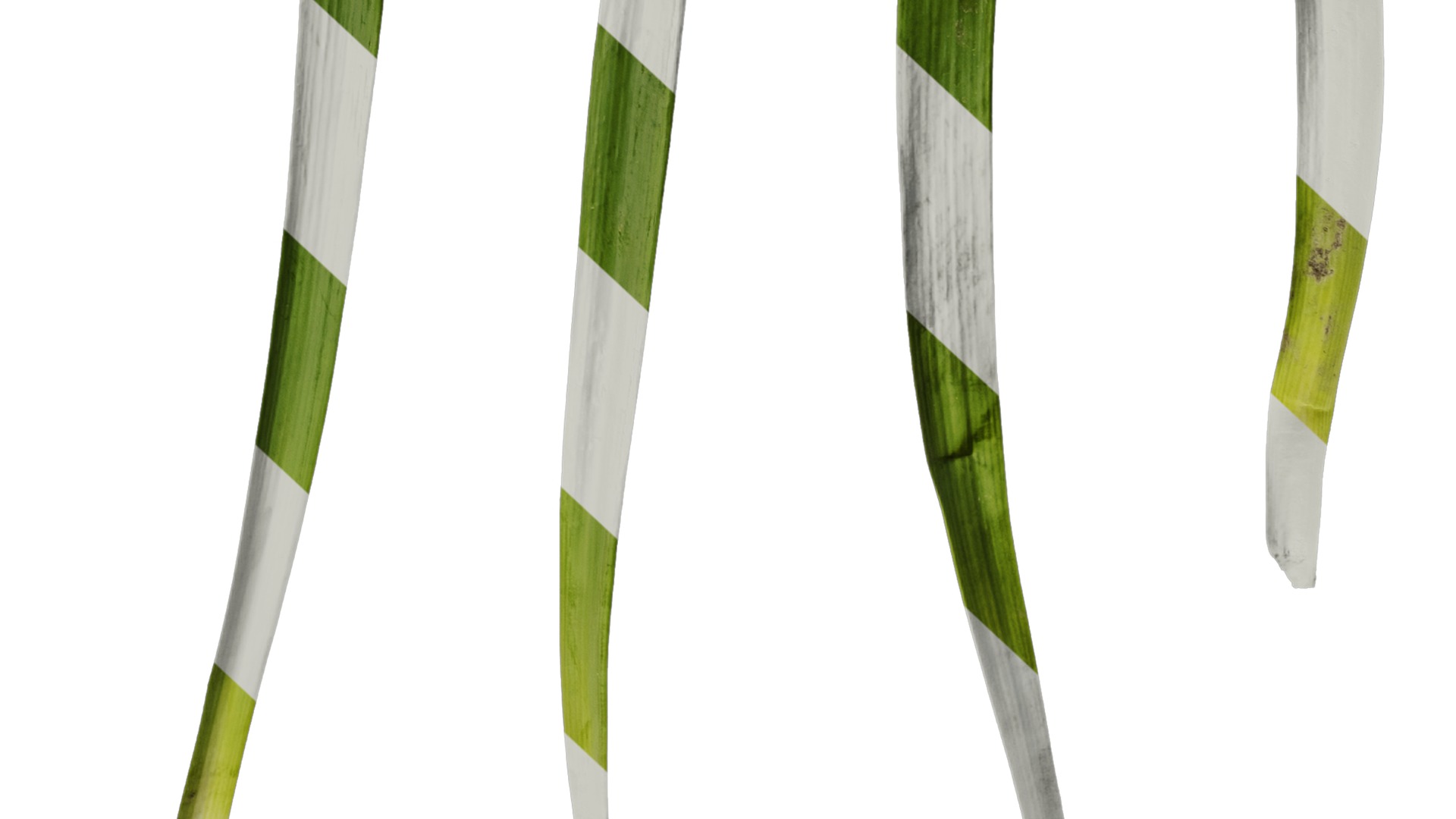 Anydrafts Leucojum aestivum Leaf 01 Texture_6