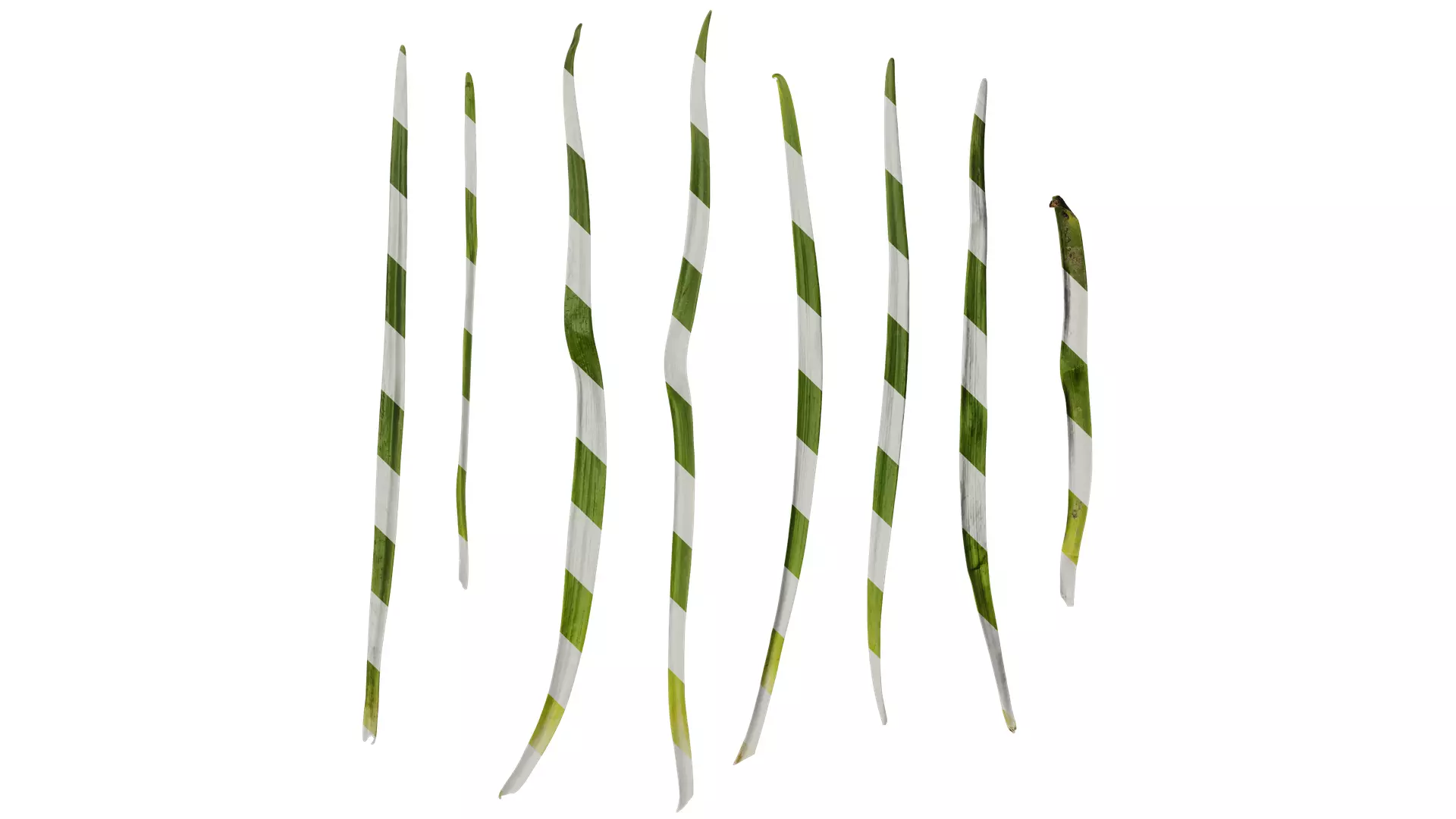 Anydrafts Leucojum aestivum Leaf 01 Texture_0