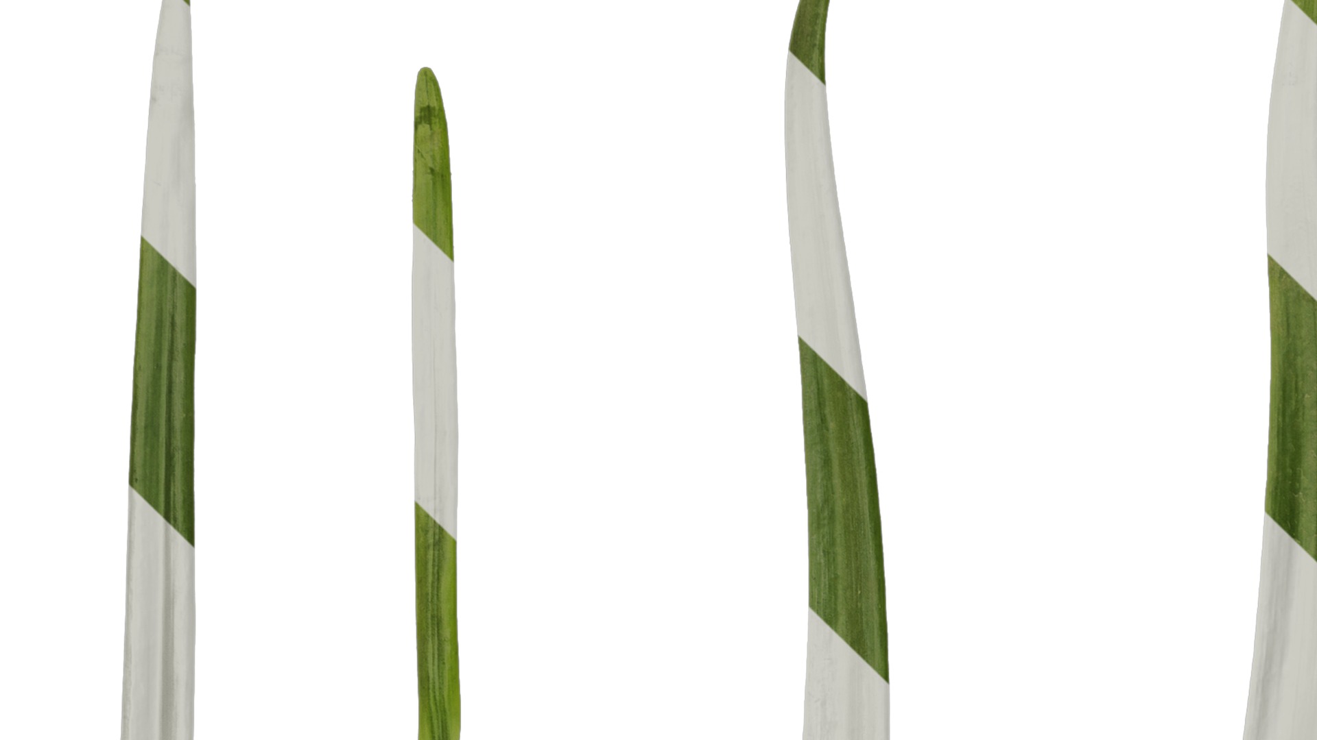 Anydrafts Leucojum aestivum Leaf 01 Texture_1