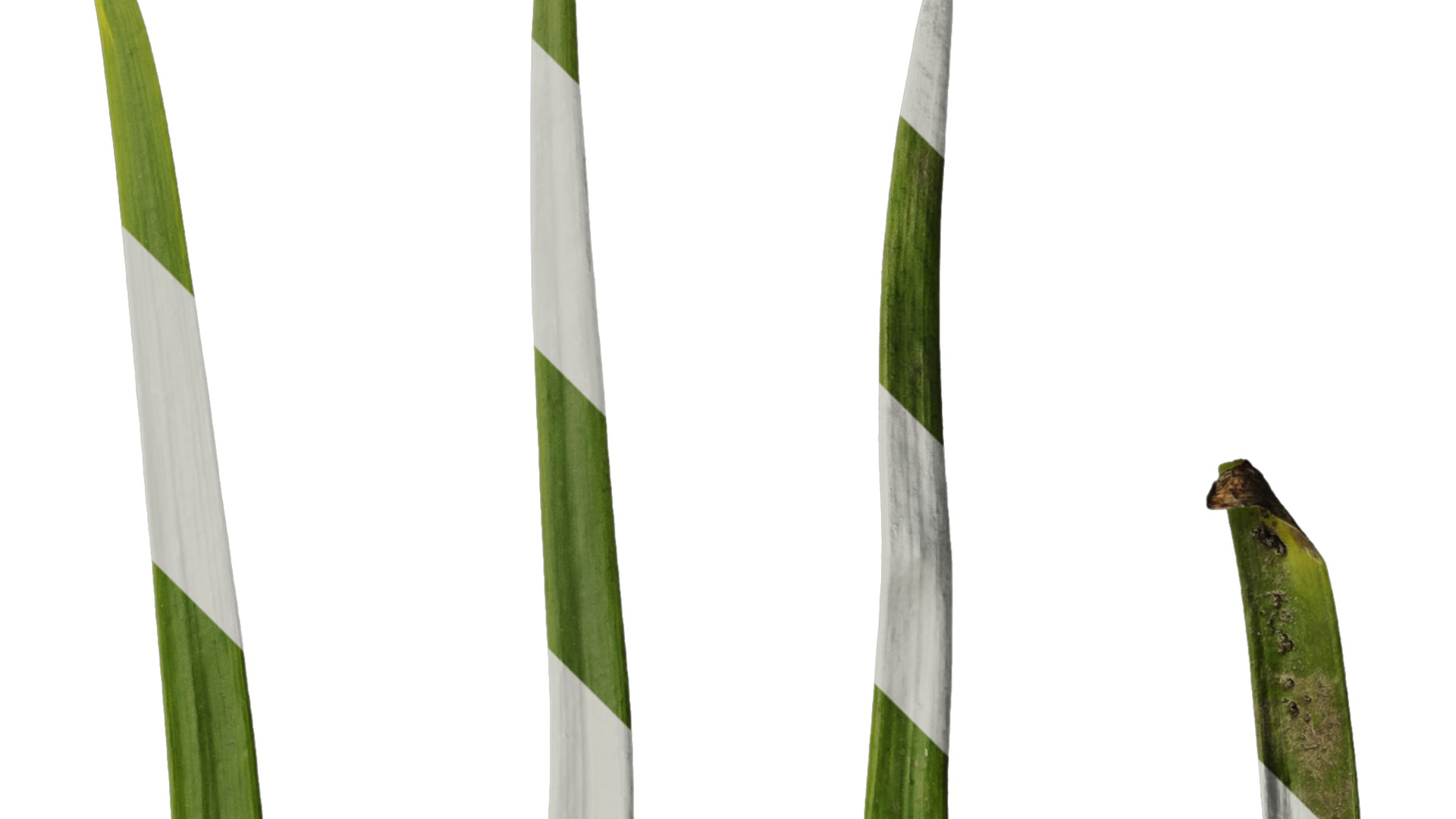 Anydrafts Leucojum aestivum Leaf 01 Texture_2