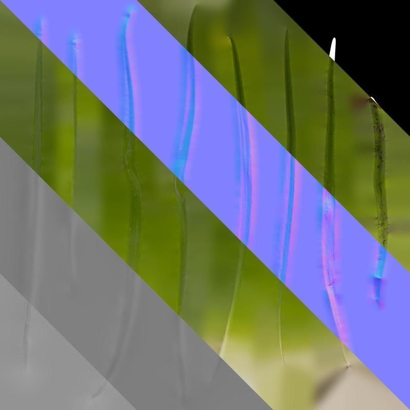 Anydrafts Leucojum aestivum Leaf 01 Texture_8