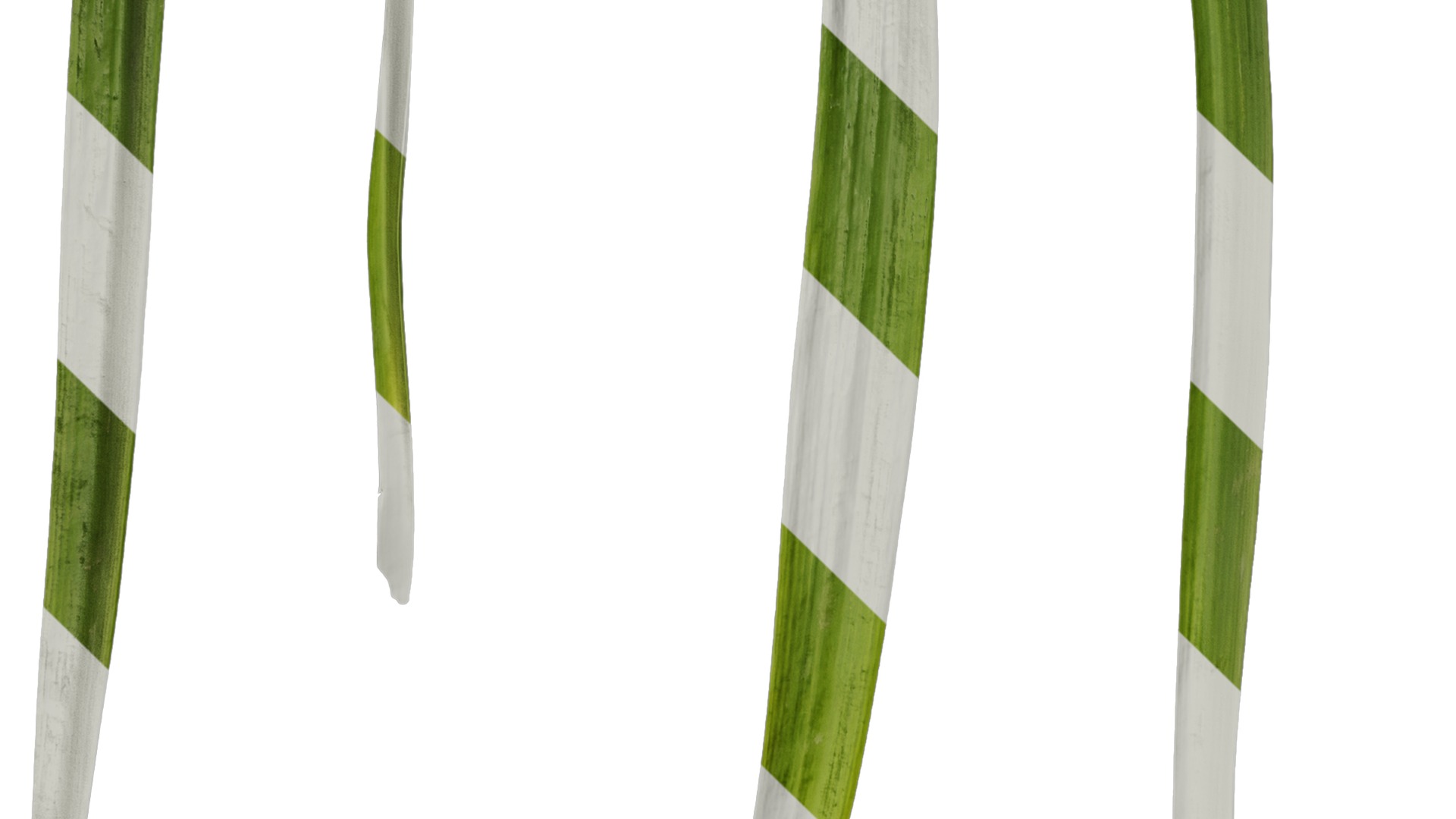 Anydrafts Leucojum aestivum Leaf 01 Texture_5