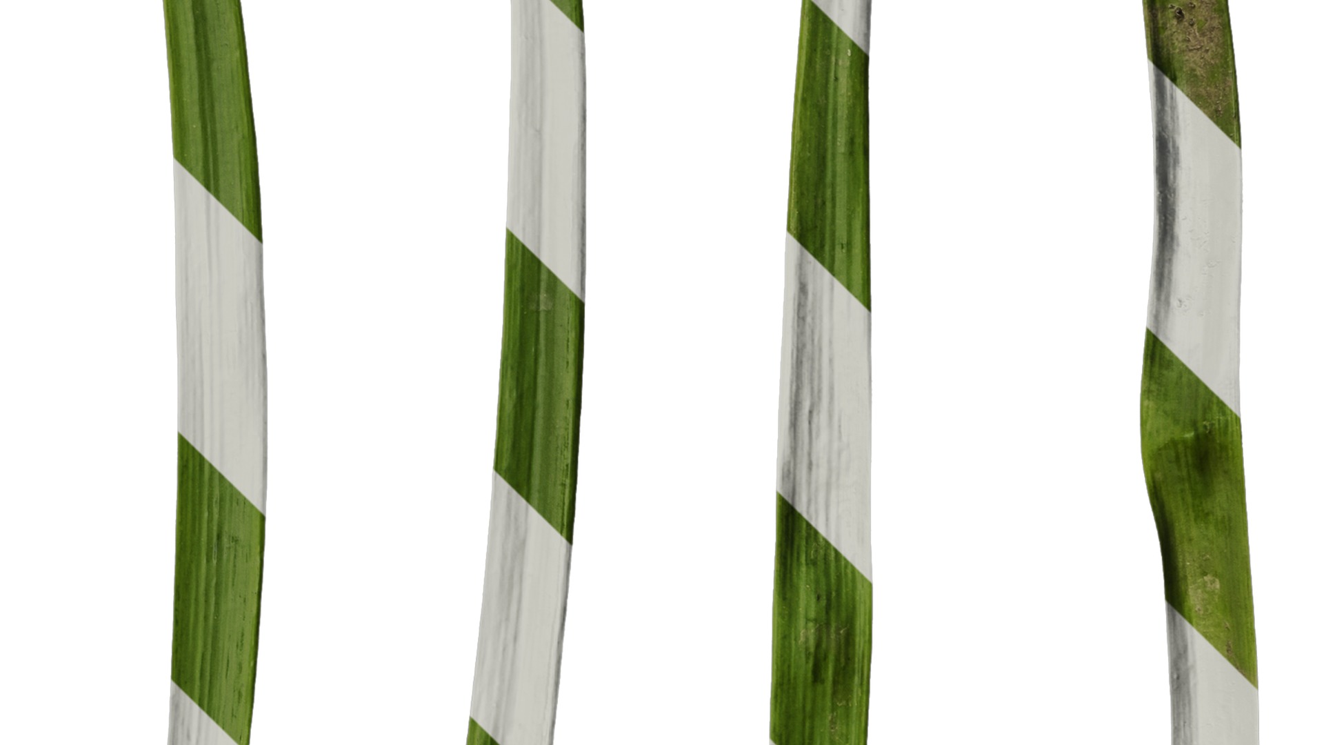 Anydrafts Leucojum aestivum Leaf 01 Texture_4