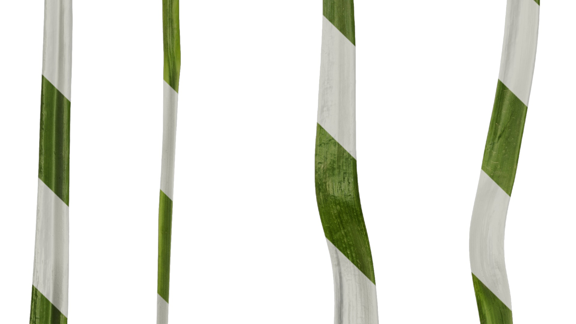 Anydrafts Leucojum aestivum Leaf 01 Texture_3