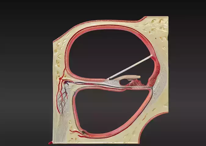 3D Model fo Section through the Central Spiral of the Cochlea