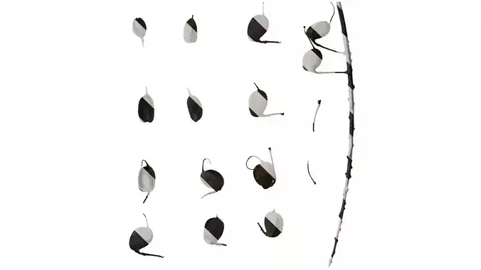 Anydrafts Grevillea robusta Fruit 02