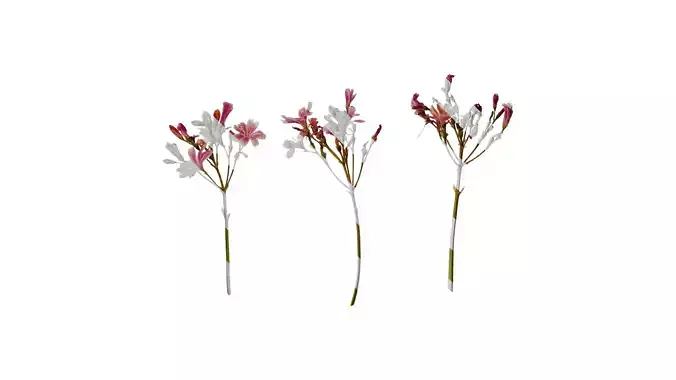 Anydrafts Lewisia cotyledon Flower 01